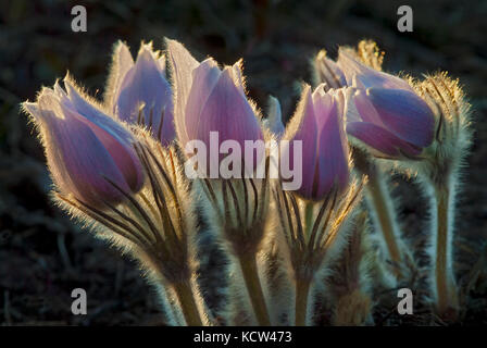 Prairie crocus (anemone patens), sandilands provincial forest, Manitoba, Canada Foto Stock