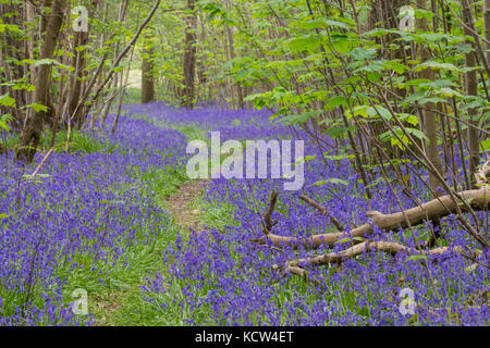 Blue Bells nel bosco Rudgwick UK moquette di colore su pavimenti di bosco. A bulbo stretto perenne verde foglie basali e familiarità a forma di campana fiore Foto Stock