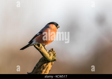 Maschio Ciuffolotto (Pyrrhula pyrrhula) sul ramo in presenza di luce solare in Inghilterra, Regno Unito Foto Stock