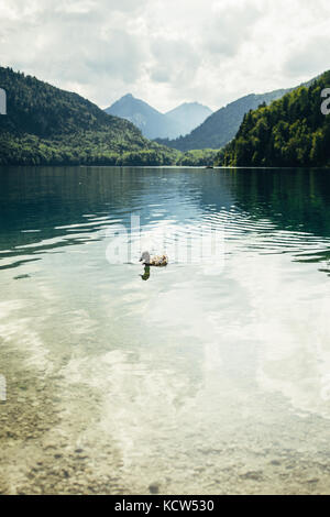 Piscina d'anatra sul alpsee lago di montagna nelle Alpi tedesche. Foto Stock