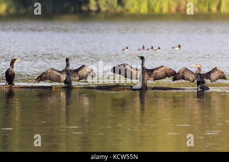 Cormorano o (Phalacrocorax carbo) essiccazione ali arroccato lungo registri nel lago a Sette Querce riserva faunistica UK. Scuro lucido giallo del corpo agganciato bill. Foto Stock