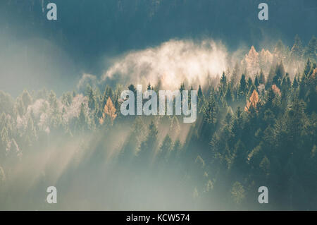 Vista panoramica del Bosco nebbioso presso Majestic alba sopra gli alberi. Bellissimo paesaggio autunnale di una montagna con foreste di abete rosso Foto Stock