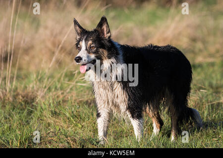 Border Collie cani di lavoro nei campi in Inghilterra, Regno Unito Foto Stock