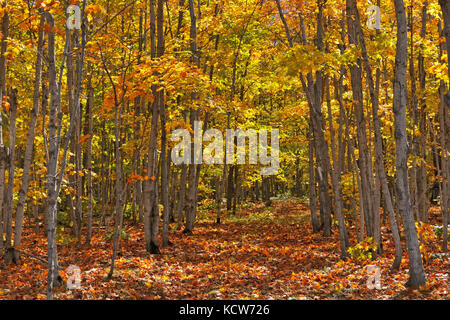 Foresta decidua di alberi di acero di zucchero (Acer saccharum) nel fogliame autunnale, isola di Manitoulin, Ontario, Canada Foto Stock