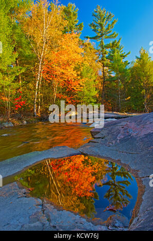 Alberi di acero riflessa nella piscina lungo il fiume rosseau a minore rosseau cade in autunno, rosseau, ontario, Canada Foto Stock