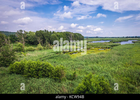 Vista aerea su un fiume Oder Ovest dalla torre di osservazione a Mescherin, comune nel distretto di Uckermark, stato federale di Brandeburgo in Germania Foto Stock