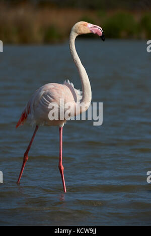 Lonely fenicottero rosa a piedi in acqua poco profonda Foto Stock