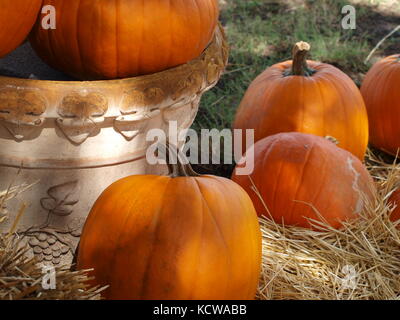 Zucche,zucche e un po' di carro rosso - ol5851292 Foto Stock