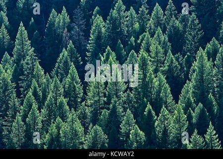 La foresta di conifere sulla collina di montagne monashee, moyie, British Columbia, Canada Foto Stock
