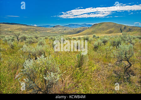 Sagebrush e praterie, Thompson valley, Kamloops, British Columbia, Canada Foto Stock