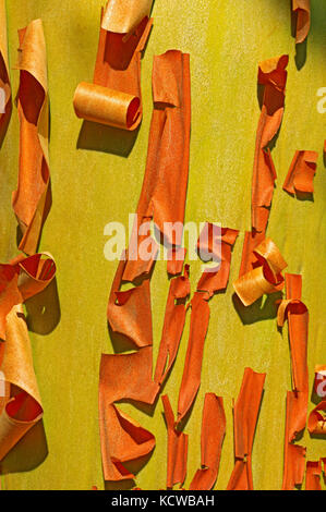 Corteccia di Arbutus (Pacific Madrone) (Arbutus menzeisii) tree. Il Canada è solo nativo ampio leafed albero sempreverde., Saltspring Island (isole del Golfo), British Columbia, Canada Foto Stock