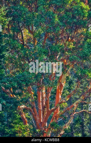 Arbutus (Madrone Pacifico) (Arbutus menzeisii) albero. L'unico albero sempreverde nativo del Canada, Saltspring Island (Isole del Golfo), British Columbia, Canada Foto Stock