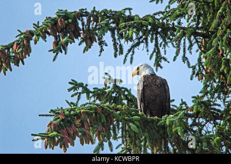 Aquila calva (Haliaeetus leucocephalus) nella struttura ad albero. graham island. , Haida Gwaii (precedentemente il Queen Charlotte isole), British Columbia, Canada Foto Stock