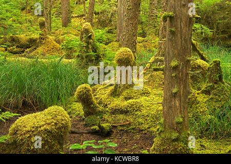 Coastal rain forest. naikoon provincial park. graham island. , Haida Gwaii (precedentemente il Queen Charlotte isole), British Columbia, Canada Foto Stock