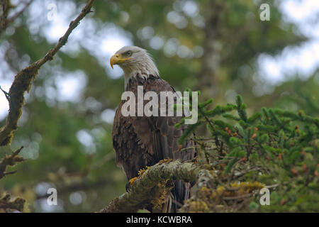 Aquila calva (Haliaeetus leucocephalus) nella struttura ad albero. graham island, Haida Gwaii (precedentemente il Queen Charlotte isole), British Columbia, Canada Foto Stock