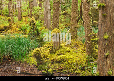 Coastal rain forest. naikoon provincial park. graham island. , Haida Gwaii (precedentemente il Queen Charlotte isole), British Columbia, Canada Foto Stock