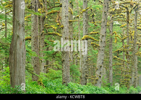 Coastal rain forest. naikoon provincial park. graham island. , Haida Gwaii (precedentemente il Queen Charlotte isole), British Columbia, Canada Foto Stock