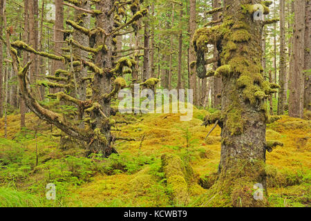 Coastal rain forest. naikoon provincial park. graham island. , Haida Gwaii (precedentemente il Queen Charlotte isole), British Columbia, Canada Foto Stock