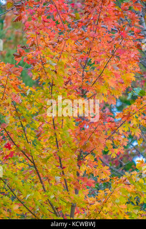 Alberi di acero mostrano i loro vivaci colori autunnali a orillia Ontario in Canada. Foto Stock