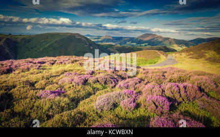 Viola Heather Blooming sull altopiano nel Regno Unito Foto Stock