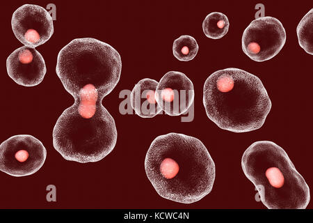 Telomere accorciamento con ciascun ciclo di divisione cellulare, illustrazione concettuale. Telomeres, i cappucci sui cromosomi, abbreviare con età e durante i diversi processi patologici. Foto Stock