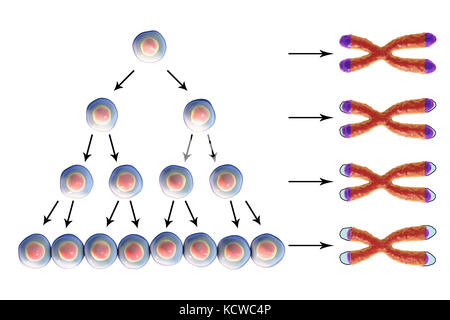 Telomere accorciamento con ciascun ciclo di divisione cellulare, illustrazione concettuale. Telomeres, i cappucci sui cromosomi, abbreviare con età e durante i diversi processi patologici. Foto Stock