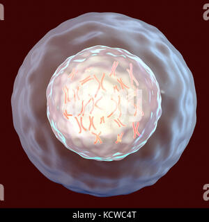 Cellula umana con cromosomi, illustrazione. I cromosomi, che sono costituiti da due identiche cromatidi uniti in un centromero (luce), sono composti di acido desossiribonucleico (DNA) avvolta attorno a proteine. Il DNA contiene sezioni, chiamati geni che codificano il corpo di informazioni genetiche, la determinazione di ciascuna cella della struttura, funzione e comportamento. Foto Stock