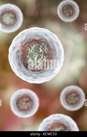 Cellula umana con cromosomi, illustrazione. I cromosomi, che sono costituiti da due identiche cromatidi uniti in un centromero (luce), sono composti di acido desossiribonucleico (DNA) avvolta attorno a proteine. Il DNA contiene sezioni, chiamati geni che codificano il corpo di informazioni genetiche, la determinazione di ciascuna cella della struttura, funzione e comportamento. Foto Stock