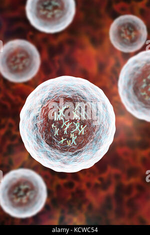 Cellula umana con cromosomi, illustrazione. I cromosomi, che sono costituiti da due identiche cromatidi uniti in un centromero (luce), sono composti di acido desossiribonucleico (DNA) avvolta attorno a proteine. Il DNA contiene sezioni, chiamati geni che codificano il corpo di informazioni genetiche, la determinazione di ciascuna cella della struttura, funzione e comportamento. Foto Stock