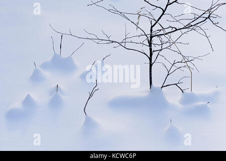 Ramoscelli nella neve, belair provincial forest, Manitoba, Canada Foto Stock