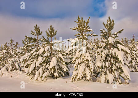 Neve coperto da alberi di pino, belair provincial forest, Manitoba, Canada Foto Stock