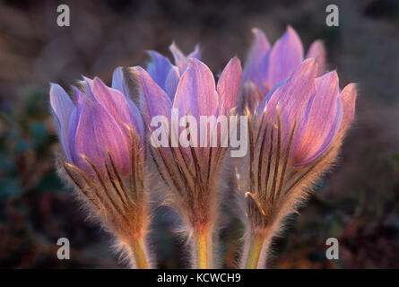 Prairie crocus (anemone patens), sandilands provincial forest, Manitoba, Canada Foto Stock