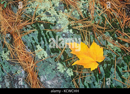Red maple leaf (Acer rubrum), bianco pine (Pinus strobi) aghi e licheni sulla roccia, Sioux Narrows Parco Provinciale, Ontario, Canada Foto Stock