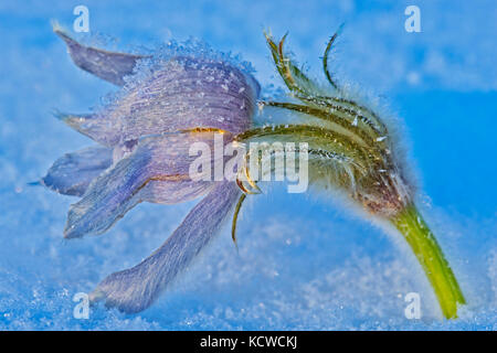 Prairie crocus (anemone patens), sandilands provincial forest, Manitoba, Canada Foto Stock