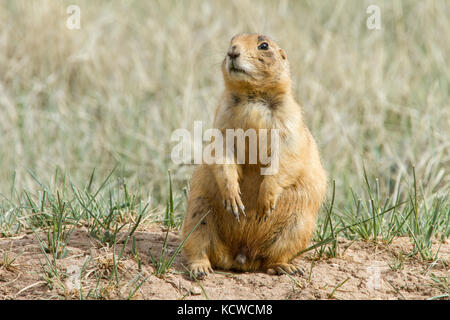 Utah prairie dog (Cynomys parvidens), il Parco Nazionale di Bryce Canyon, Utah, Stati Uniti d'America Foto Stock