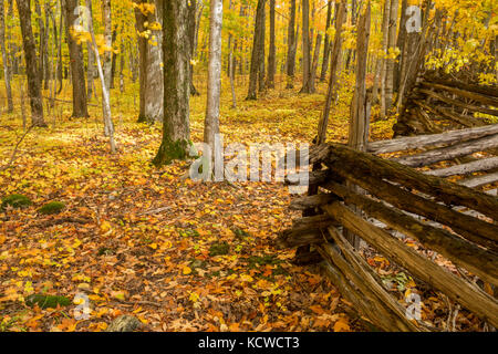 Foresta di acero in autunno, cedro split-cancellata, manitoulin island, ontario, Canada Foto Stock