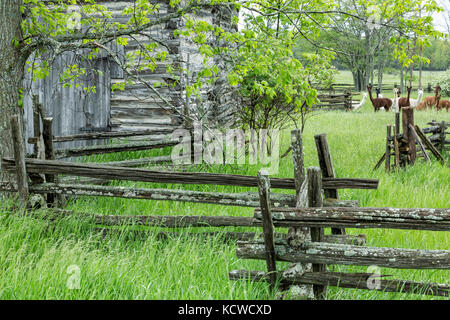 Il vecchio fienile di registro, split-rail recinzione di cedro, kagawong, manitoulin island, ontario, Canada Foto Stock