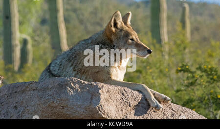 Coyote di appoggio sul grande masso nel deserto. (Canis latrans), Arizona Deserto Sonoran Museum, Tucson, Arizona USA Foto Stock