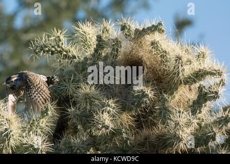 Cactus wren (Campylorhynchus brunneicapillus) lasciando il suo nido in un Teddy Bear Cholla cactus (Cylindropuntia bigelovii), Deserto Sonoran, AZ, Stati Uniti d'America Foto Stock