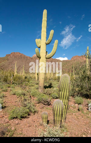 Habitat nel deserto con cactus Saguaro (Carnegiea gigantea), il Parco nazionale del Saguaro, Tucson, AZ, Stati Uniti d'America Foto Stock