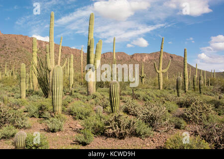 Habitat nel deserto con cactus Saguaro (Carnegiea gigantea), il Parco nazionale del Saguaro, Tucson, AZ, Stati Uniti d'America Foto Stock