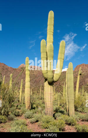 Habitat nel deserto con cactus Saguaro (Carnegiea gigantea), il Parco nazionale del Saguaro, Tucson, AZ, Stati Uniti d'America Foto Stock