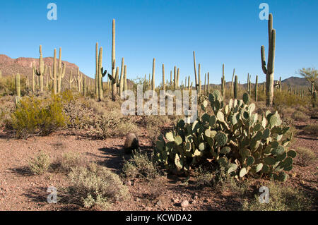 Ficodindia e cactus Saguaro, Parco nazionale del Saguaro, AZ, Stati Uniti d'America Foto Stock