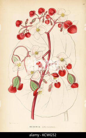 Il bianco e il rosso scarlatto begonia, Begonia albococcinea. Handcolored incisione su rame di G. Barclay dopo Miss Sarah Drake da John Lindley e Robert dolce ornamentali del Giardino di fiori e di arbusti, G. Willis, Londra, 1854. Foto Stock