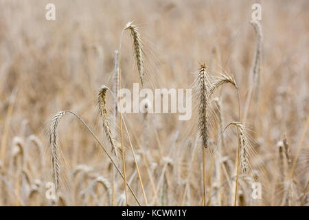 Alcune spighe di grano a fuoco nella parte anteriore di un ampio campo di grano illuminato dal sole. Foto Stock