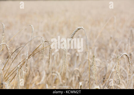 Alcune spighe di grano a fuoco nella parte anteriore di un ampio campo di grano illuminato dal sole. Foto Stock
