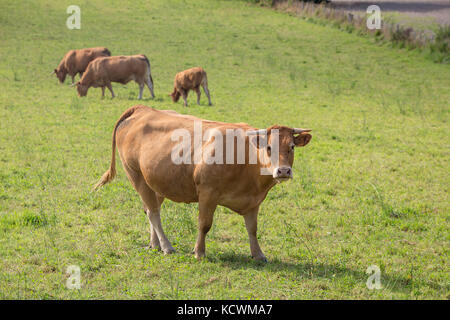 LIMOUSIN FRANCIA: 8 agosto 2017: una femmina cornuto limousin carni di vacca in un verde pascolo con altri tre mucche in background. Foto Stock