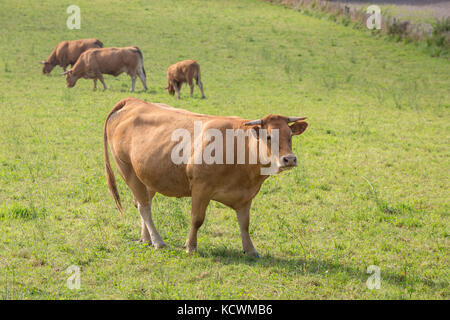 LIMOUSIN FRANCIA: 8 agosto 2017: una femmina cornuto limousin carni di vacca in un verde pascolo con altri tre mucche in background. Foto Stock