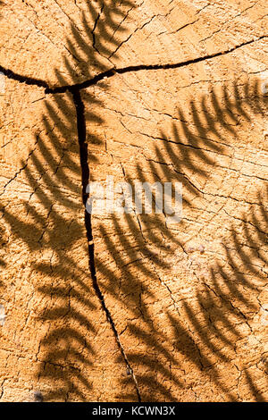 Una scena naturale con l'ombra di una foglia di felce o di Bracken su un ceppo di alberi segati che mostra gli anelli di crescita. Foto Stock