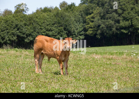 LIMOUSIN FRANCIA: 8 agosto 2017: Una Limousin vitello con marchi auricolari guardando la telecamera in un campo verde con alberi in background. Foto Stock